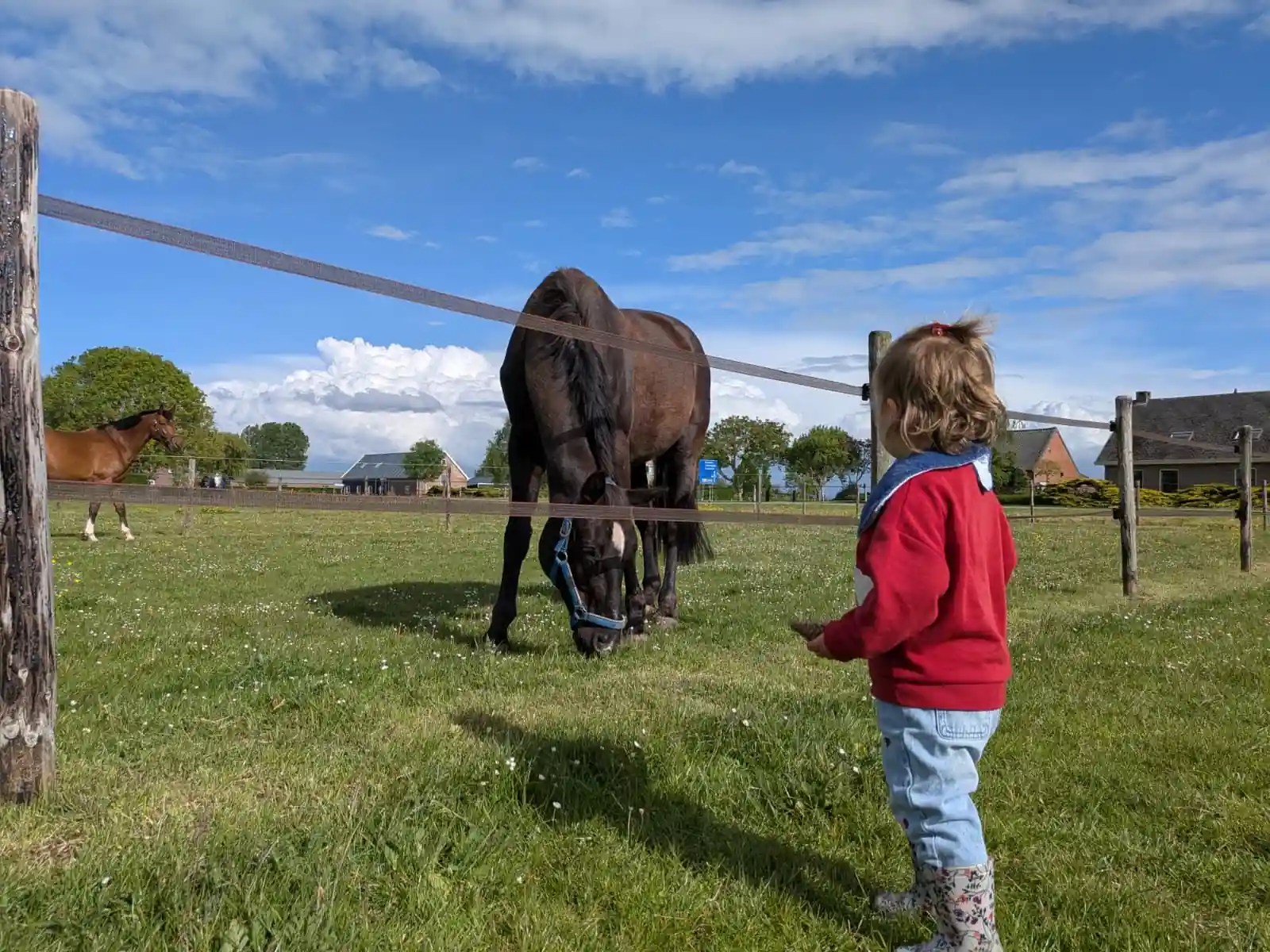 Strand toegankelijk voor paarden Zeeuws-Vlaanderen 2