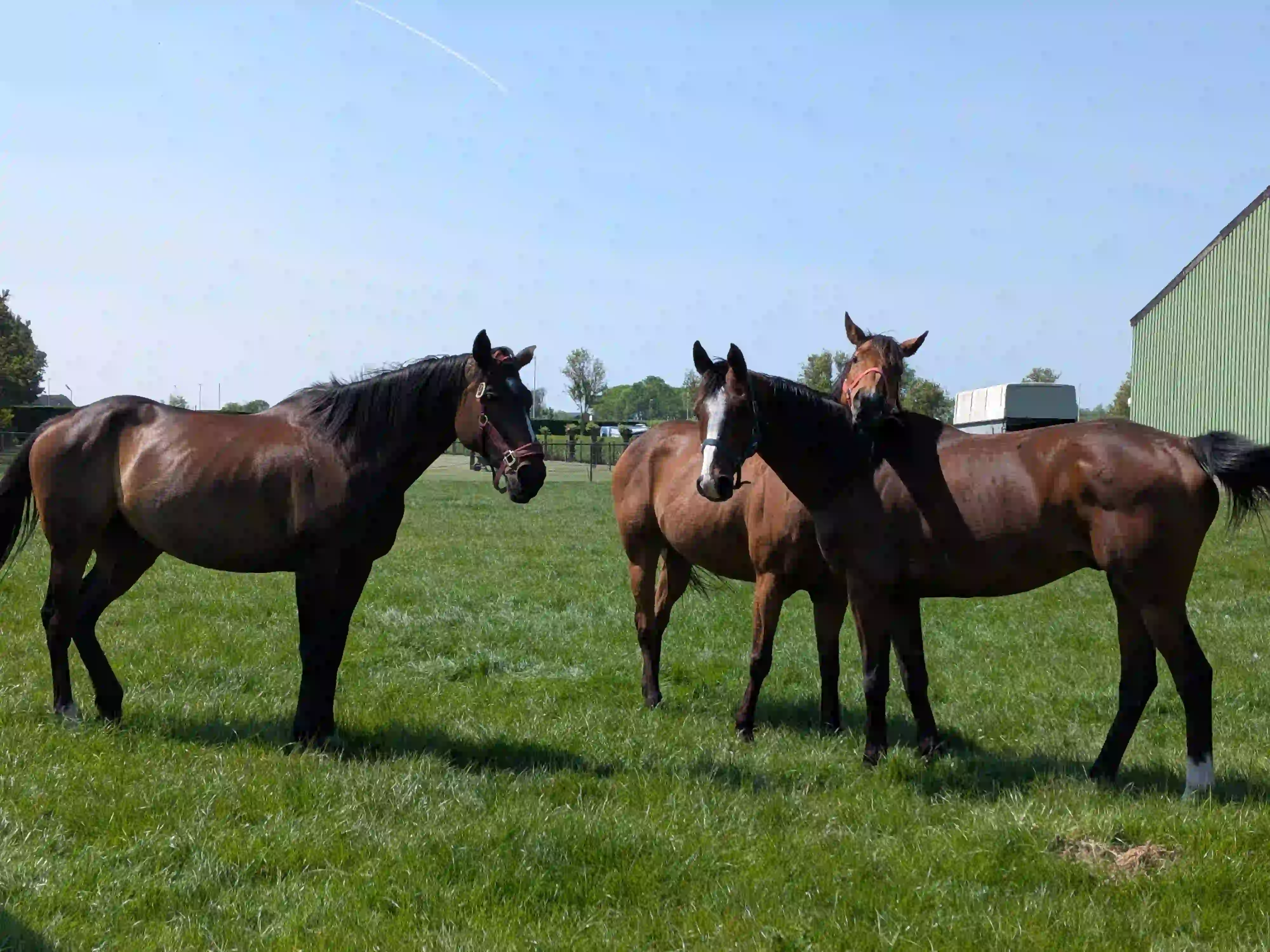 Paarden in de wei Zeeuws-Vlaanderen 3