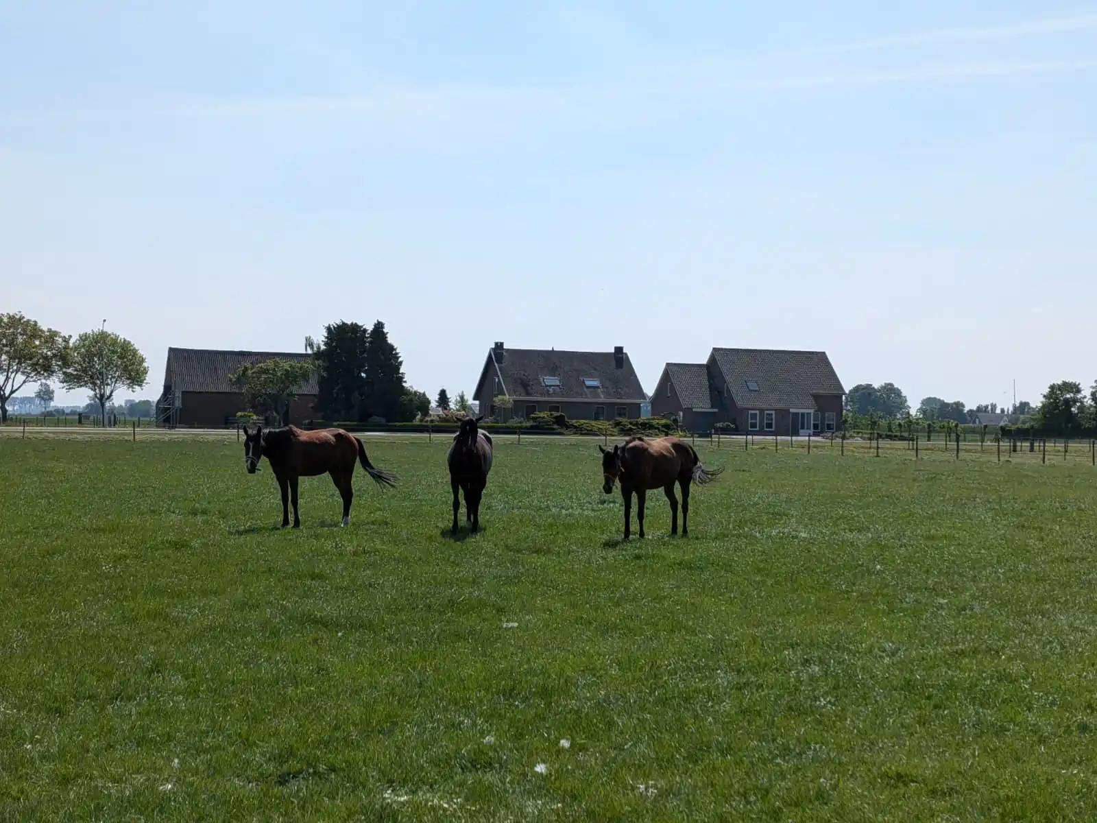 Paarden in de wei Zeeuws-Vlaanderen 4