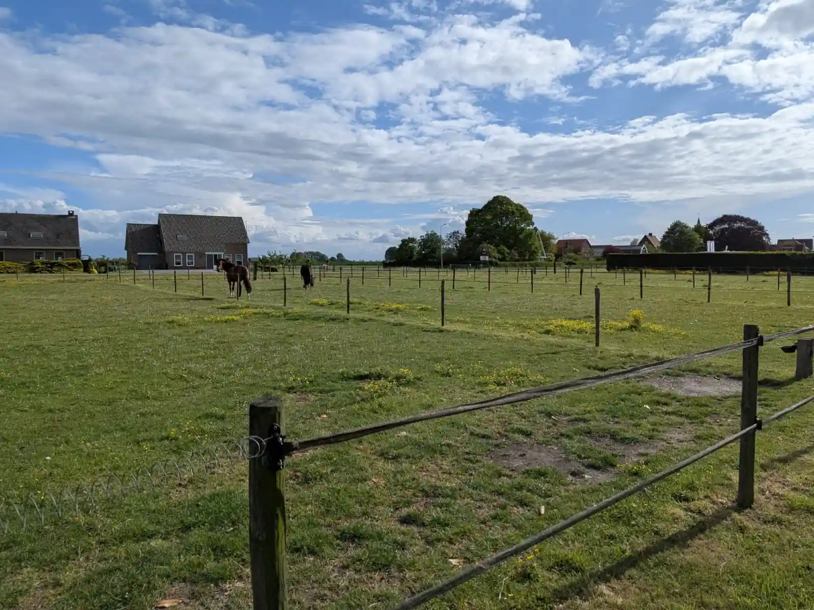 Paarden in de wei Zeeuws-Vlaanderen 2